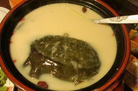 潮汕甲魚(yú)養(yǎng)生加盟