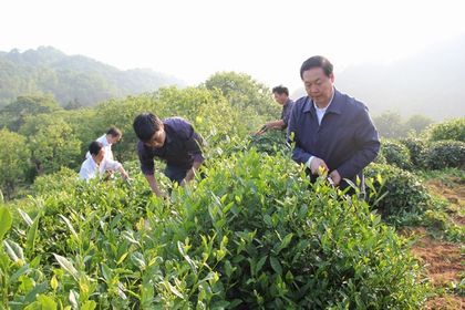 岳西茶葉加盟