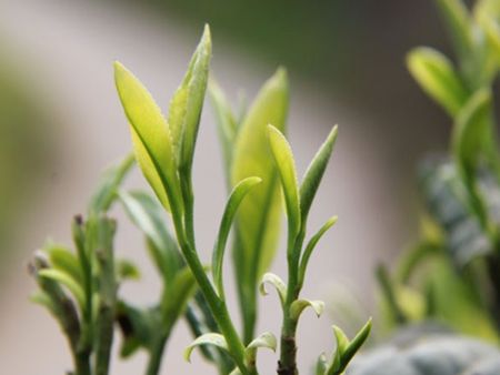 漳平水仙茶加盟