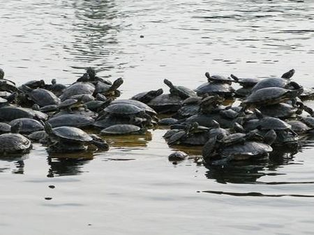 甲魚養(yǎng)殖加盟