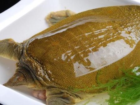 大甲魚(yú)加盟