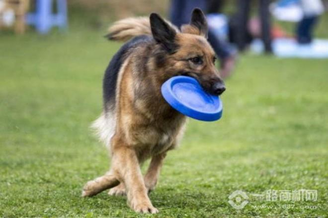 犬語者寵物訓(xùn)導(dǎo)館加盟